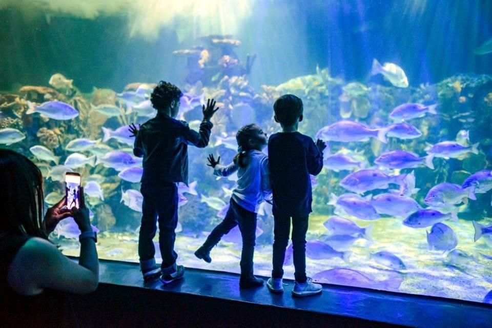 Acuario Inbursa